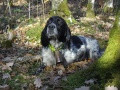 Setter Anglais GANDIE DU LONG BEC D'ENCHANET Setter Anglais GANDIE DU LONG BEC D'ENCHANET